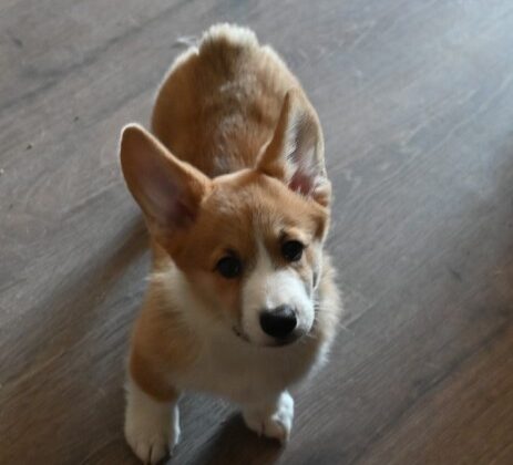 A Corgi puppy with a light brown and white coat stands on a wooden floor, looking up.