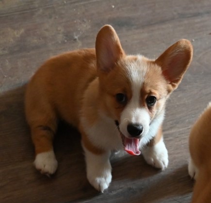 A happy corgi puppy with large ears and a pink tongue sits on a wooden floor.